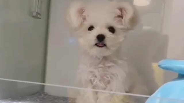 Dog cute reaction while making video