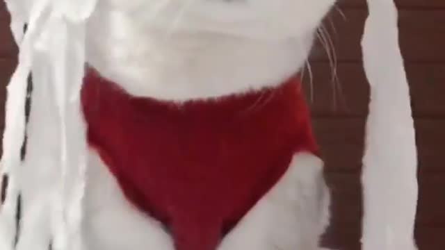 funny cat video