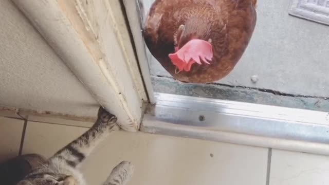 Cunning Kitten Spars with Chicken