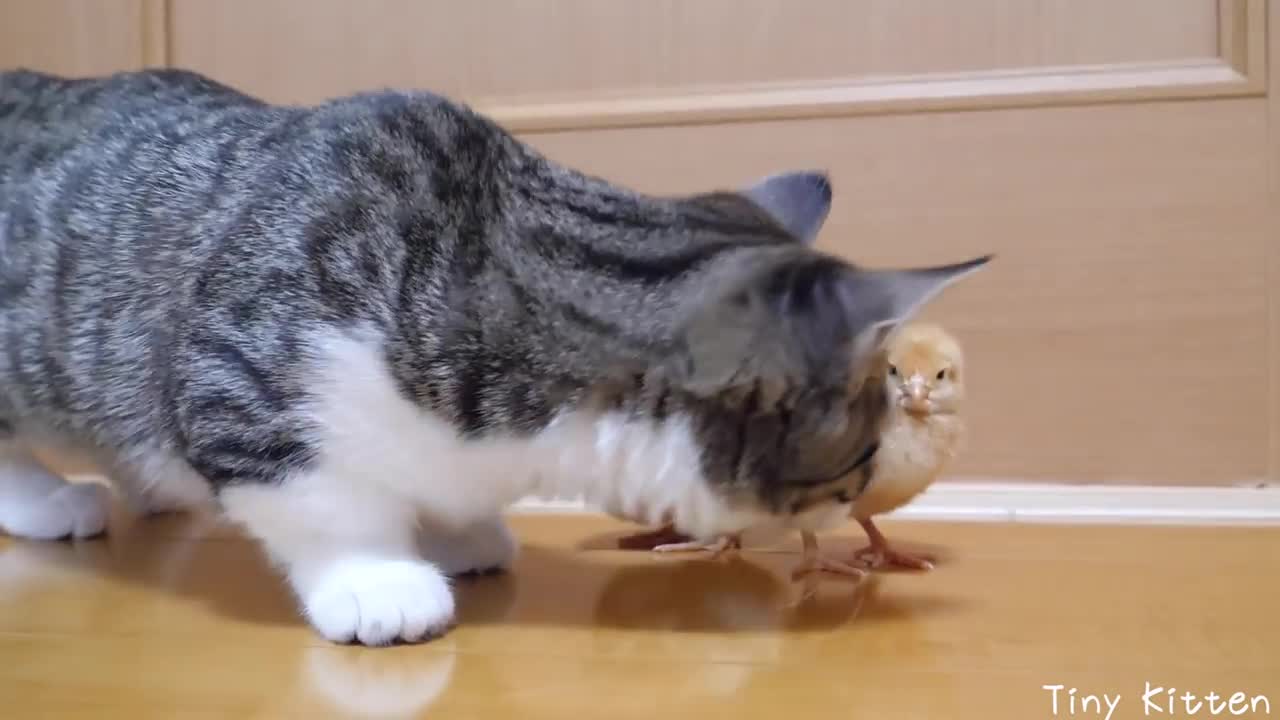 Daily life of kittens and tiny chicks