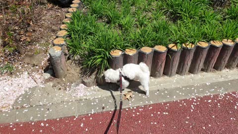 A puppy glad to see spring