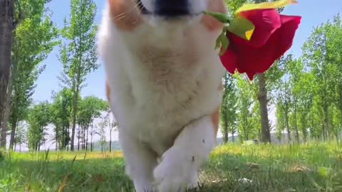 Bring roses and give romance to you. "Cute pet's debut plan, dog, cute pet's spirit, dog