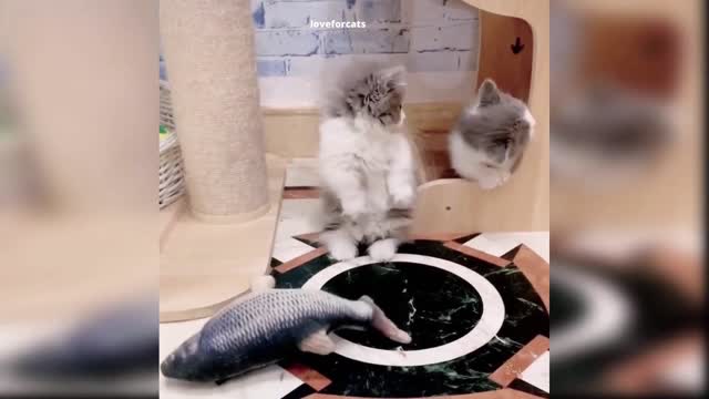 cute cats watching fish toy dancing 😍😍😍