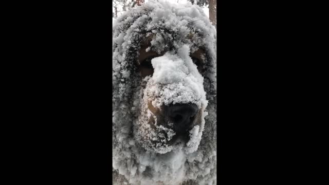 dog farts cant loses his mind