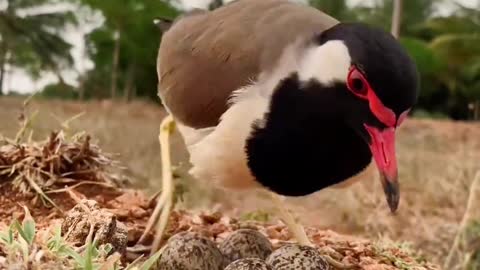 Red-wattled Lapwing