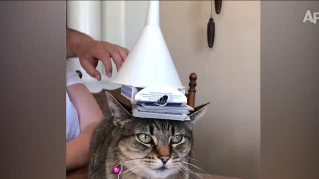 TRY NOT TO LAUGH THE BEST FUNNY CAE AND CATS #1