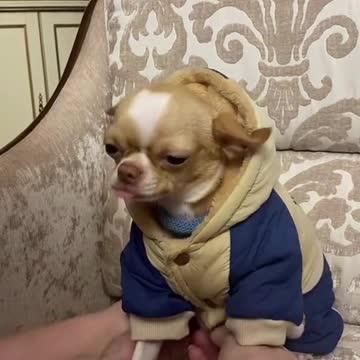 cute dogs #animals #dogs #cuteanimals #cutepets #pets