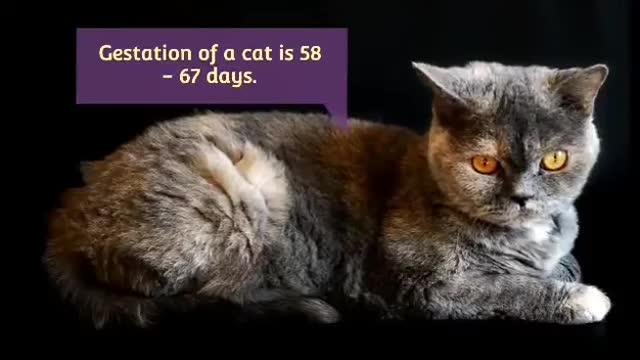 Domestic Cat Pet Education Animal Lovers. #viralvideo #trending