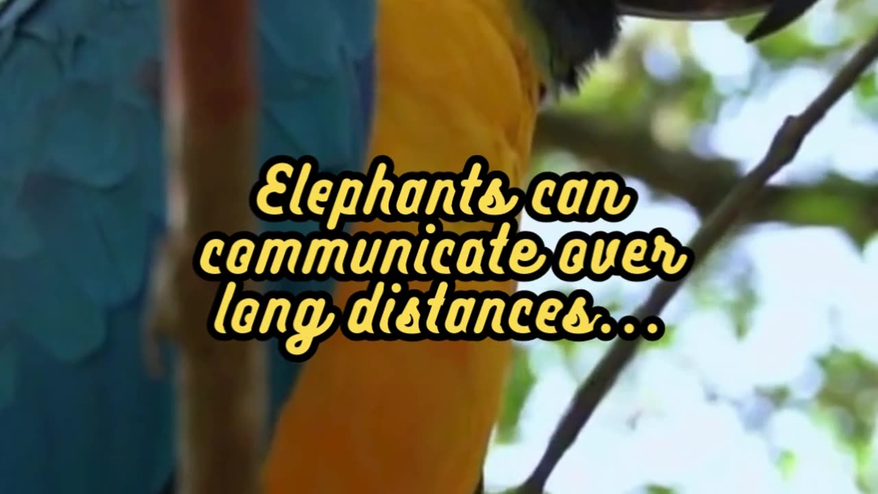 Animal Facts Elephant Communication #shorts