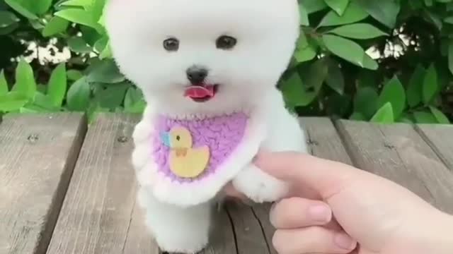 Baby dog