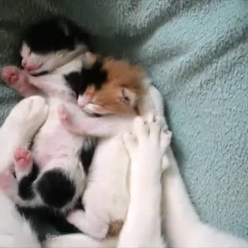 أجمل القطط في المغرب 🇲🇦😍