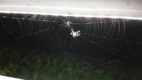 There is a spider building a house.