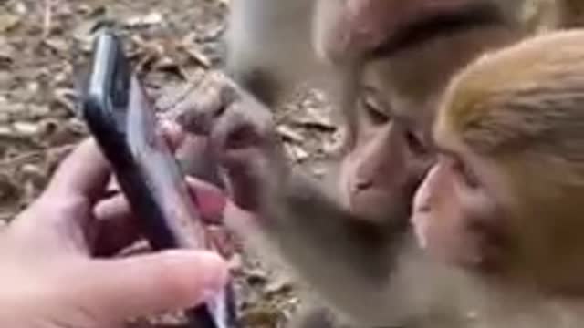 Monkey and technology