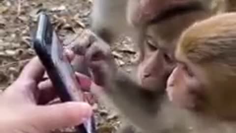 Monkey and technology