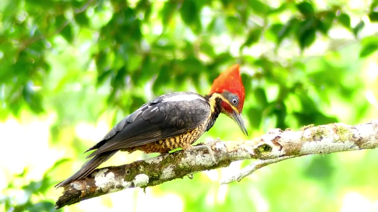 Woodpecker....