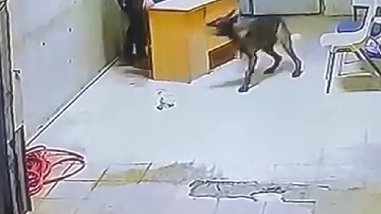 This dog is hilarious 😂😂😂