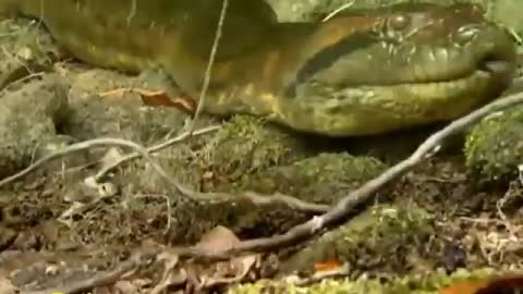 Titan Anaconda Worlds longest snake found in Amazon