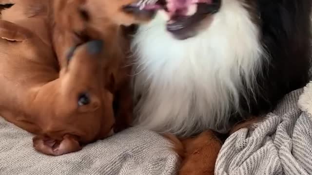 Cute Dachshund Demands Kisses