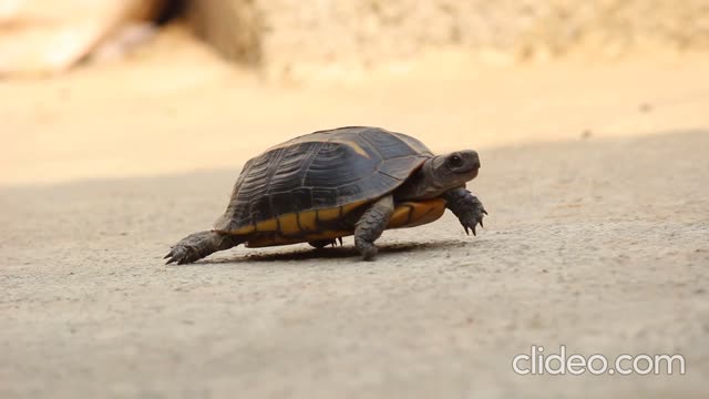 Turtle / Tortoise- A cute turtle video 2020