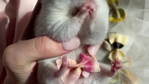 Feeding A Hamster || little cute my sweet friend