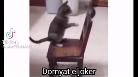 funy cat Laugh play mouse