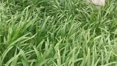 green grass