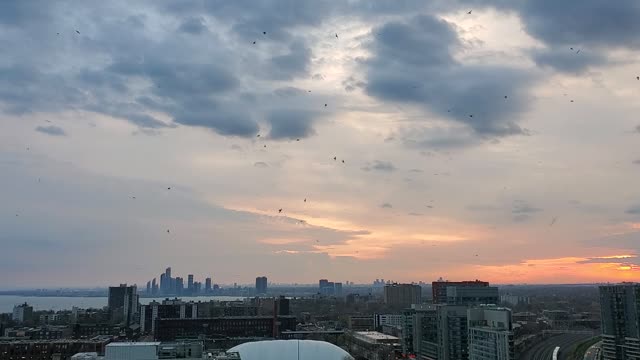 Thousands Of Birds Feast on Flies During The Sunset