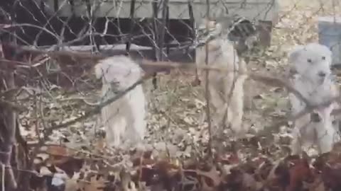 Girl looking at white puppies across fense