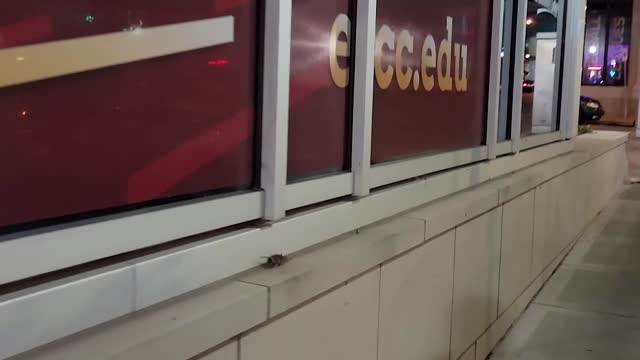 Mouse Makes A Run For It In Downtown Davenport