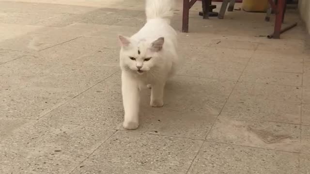 Little white mini lion 😺