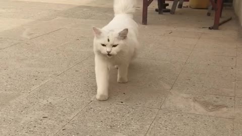 Little white mini lion 😺