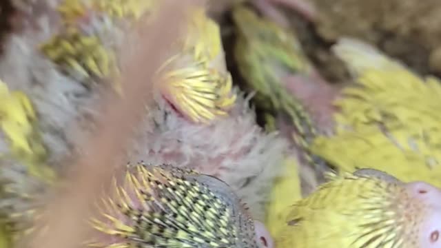 New born parrot cute baby