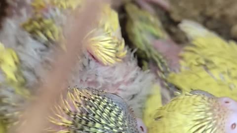 New born parrot cute baby