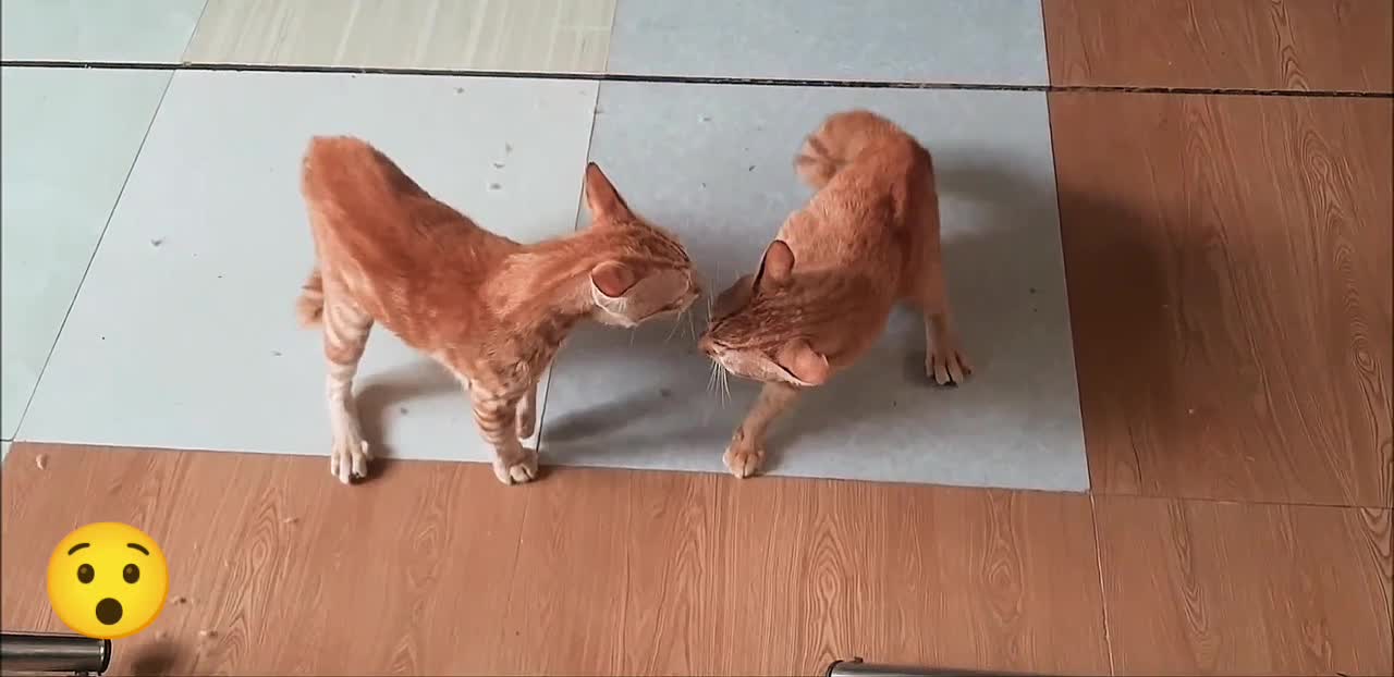 Two cat brother playing