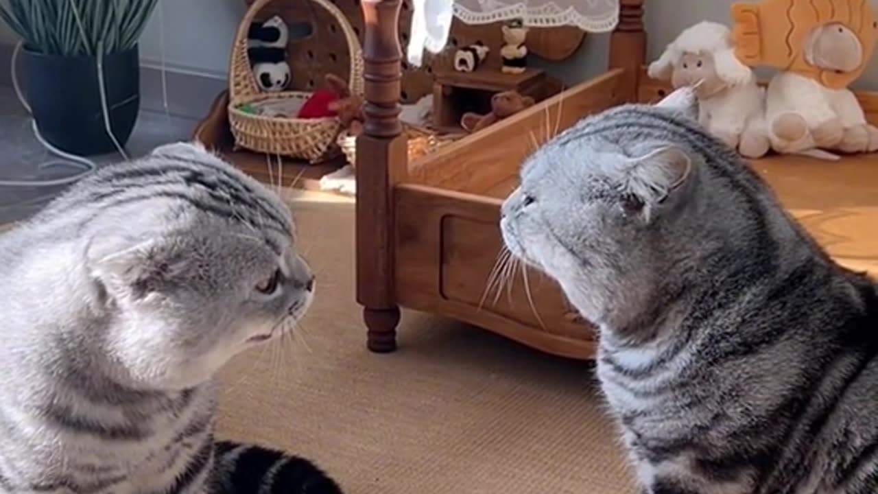 Funny cats video😅