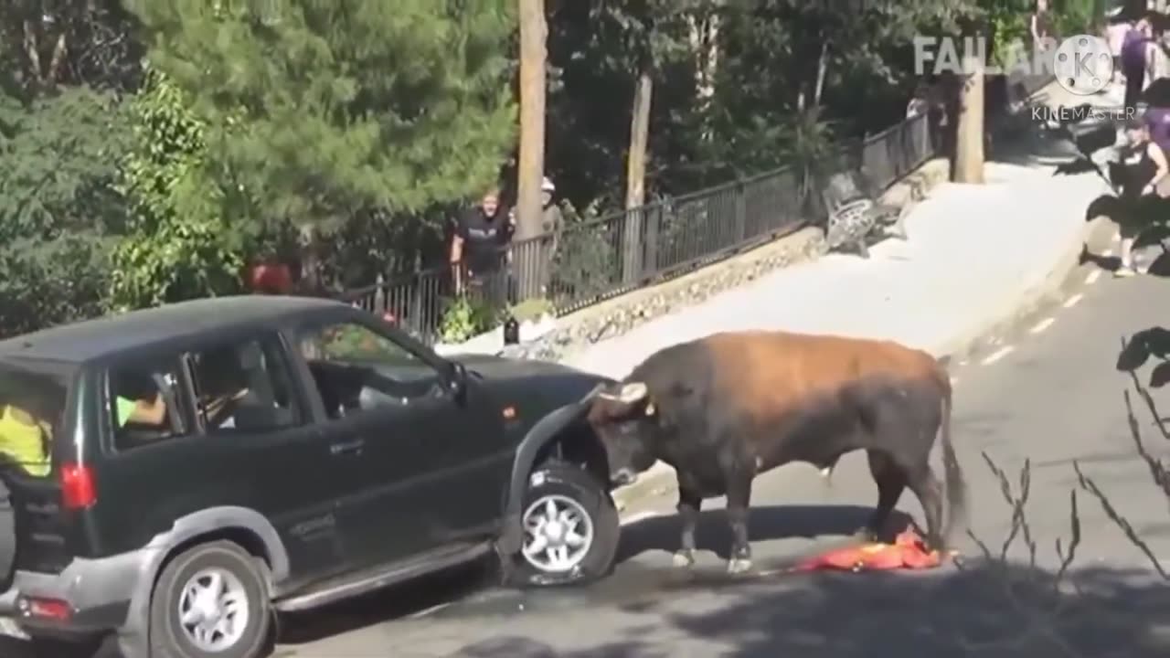 A raging bull attacks a car