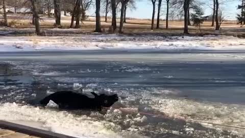 WATCH : Helpless Cows Rescued From Frozen Pond. 🥺❤️