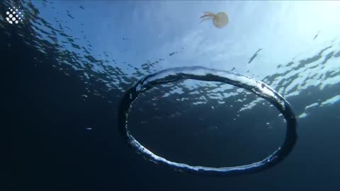 Jellyfish goes for a spin after wrapping itself around bubble ring bs jellyfish