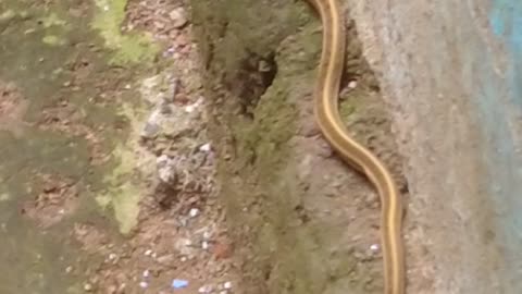 Snake / short video /