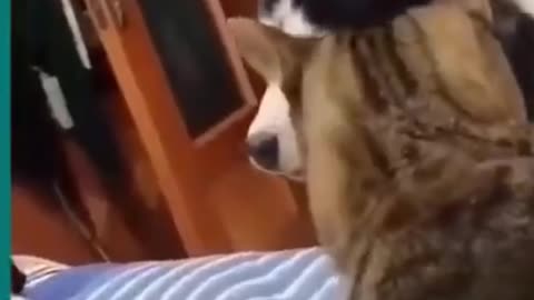 Cats and dogs fighting very funny... 🤣.....try not laugh |||||