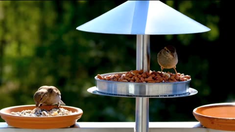 beautiful_birds_video