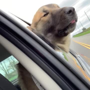 Krystoff making sure COVID-19 stays out of Mommy’s car