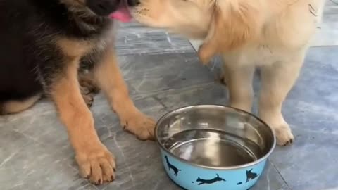 Puppies share food