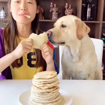 Cute Puppies Doing Funny Things, Cutest Puppies in the Worlds 2021 ♥