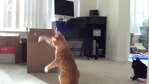 Dancing Cats || funny cate dance video