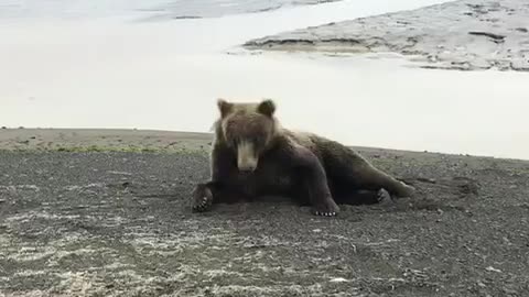 Bear Itching on the Beach