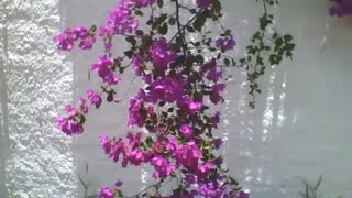 Beautiful bunch of spring purple flowers on a white wall, pretty flower! [Nature & Animals]