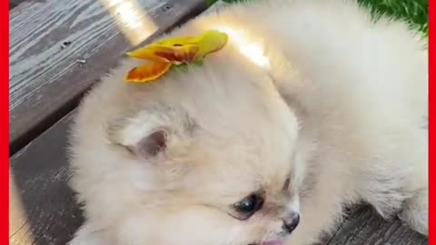 Cute Puppy Dog resting on a bench