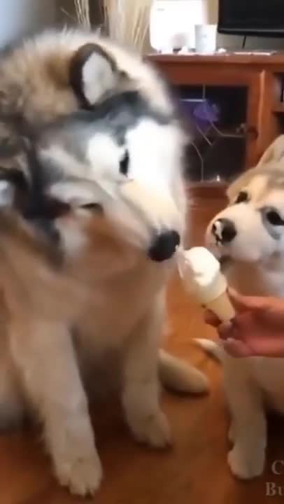 NOT TO LAUGH_ I love ice cream__ Funny Videos Viral TREND