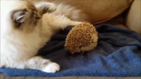 Cat x Hedgehog - Never Sit on Your Back - Ouch